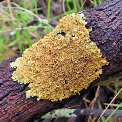 Parmeliaceae (family) (A lichen family) at Dryandra St Woodland - 15 Aug 2022 by trevorpreston