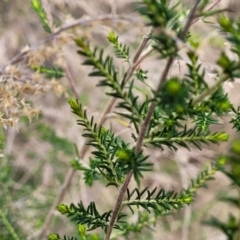 Cassinia sifton at O'Connor, ACT - 15 Aug 2022