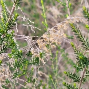 Cassinia sifton at O'Connor, ACT - 15 Aug 2022 12:43 PM