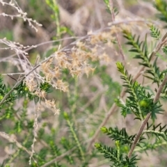 Cassinia sifton at O'Connor, ACT - 15 Aug 2022