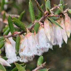 Styphelia fletcheri subsp. brevisepala (Twin Flower Beard-Heath) at O'Connor, ACT - 15 Aug 2022 by trevorpreston