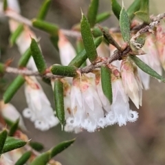 Styphelia fletcheri subsp. brevisepala at O'Connor, ACT - 15 Aug 2022