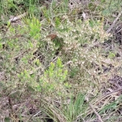 Leucopogon fletcheri subsp. brevisepalus at O'Connor, ACT - 15 Aug 2022