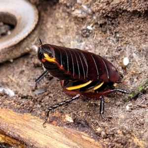 Platyzosteria similis at O'Connor, ACT - 15 Aug 2022