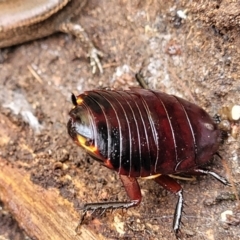 Platyzosteria similis at O'Connor, ACT - 15 Aug 2022