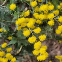 Acacia baileyana (Cootamundra Wattle, Golden Mimosa) at Dryandra St Woodland - 15 Aug 2022 by trevorpreston