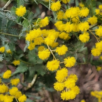 Acacia baileyana (Cootamundra Wattle, Golden Mimosa) at Dryandra St Woodland - 15 Aug 2022 by trevorpreston