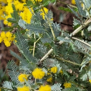 Acacia baileyana at O'Connor, ACT - 15 Aug 2022