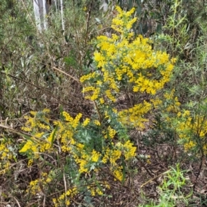 Acacia baileyana at O'Connor, ACT - 15 Aug 2022 12:40 PM