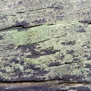 Lichen - crustose at O'Connor, ACT - 15 Aug 2022