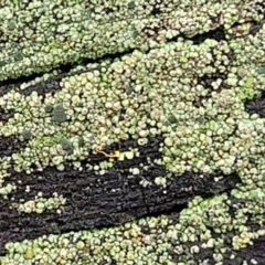 Lichen - crustose at O'Connor, ACT - 15 Aug 2022