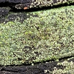 Lichen - crustose at O'Connor, ACT - 15 Aug 2022