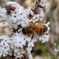 Styphelia attenuatus (Small-leaved Beard Heath) at O'Connor, ACT - 15 Aug 2022 by trevorpreston