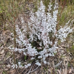 Leucopogon attenuatus at O'Connor, ACT - 15 Aug 2022