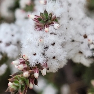 Leucopogon attenuatus at O'Connor, ACT - 15 Aug 2022