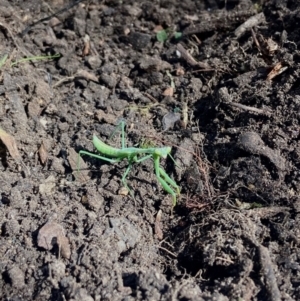 Orthodera ministralis at Acton, ACT - 13 Mar 2022