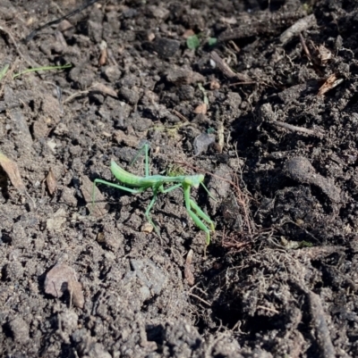 Orthodera ministralis (Green Mantid) at Australian National University - 13 Mar 2022 by miataylor11