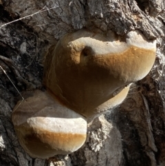 Phellinus sp. (non-resupinate) (A polypore) at Watson, ACT - 15 Aug 2022 by SteveBorkowskis