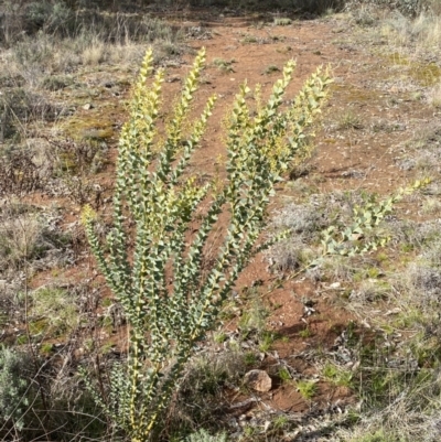 Acacia cultriformis (Knife Leaf Wattle) at Watson, ACT - 15 Aug 2022 by SteveBorkowskis