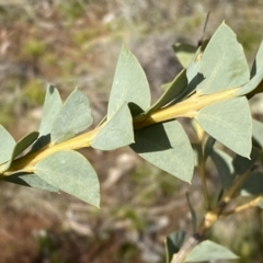 Acacia cultriformis at Watson, ACT - 15 Aug 2022