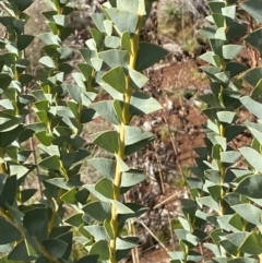 Acacia cultriformis at Watson, ACT - 15 Aug 2022