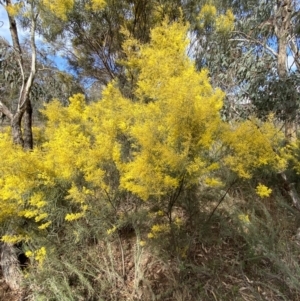 Acacia boormanii at Watson, ACT - 15 Aug 2022 01:59 PM