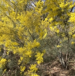 Acacia boormanii at Watson, ACT - 15 Aug 2022