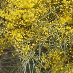 Acacia boormanii at Watson, ACT - 15 Aug 2022