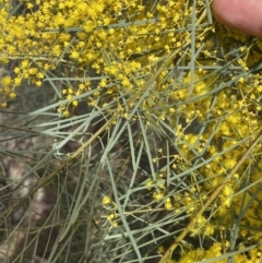 Acacia boormanii at Watson, ACT - 15 Aug 2022