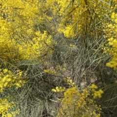 Acacia boormanii at Watson, ACT - 15 Aug 2022