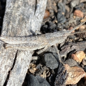 Coryphistes ruricola at Watson, ACT - 15 Aug 2022