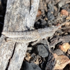 Coryphistes ruricola at Watson, ACT - 15 Aug 2022