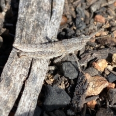 Coryphistes ruricola at Watson, ACT - 15 Aug 2022 01:55 PM