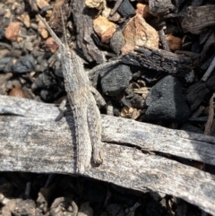 Coryphistes ruricola at Watson, ACT - 15 Aug 2022 01:55 PM