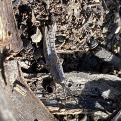 Coryphistes ruricola at Watson, ACT - 15 Aug 2022