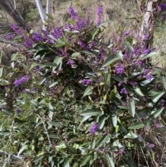 Hardenbergia violacea (False Sarsaparilla) at Watson, ACT - 15 Aug 2022 by SteveBorkowskis