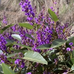 Hardenbergia violacea at Watson, ACT - 15 Aug 2022