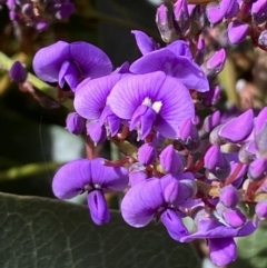 Hardenbergia violacea at Watson, ACT - 15 Aug 2022 01:32 PM