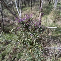 Hardenbergia violacea at Watson, ACT - 15 Aug 2022