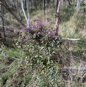 Hardenbergia violacea at Watson, ACT - 15 Aug 2022 01:32 PM