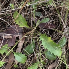 Goodenia hederacea subsp. hederacea (Ivy Goodenia, Forest Goodenia) at Watson, ACT - 15 Aug 2022 by SteveBorkowskis