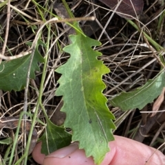 Goodenia hederacea subsp. hederacea at Watson, ACT - 15 Aug 2022