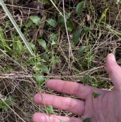 Goodenia hederacea subsp. hederacea at Watson, ACT - 15 Aug 2022