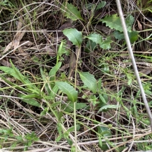 Goodenia hederacea subsp. hederacea at Watson, ACT - 15 Aug 2022