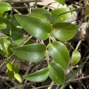 Asparagus asparagoides at Watson, ACT - 15 Aug 2022