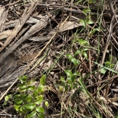 Asparagus asparagoides at Watson, ACT - 15 Aug 2022