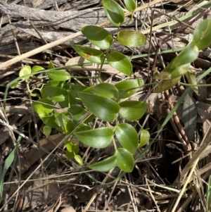 Asparagus asparagoides at Watson, ACT - 15 Aug 2022