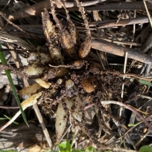 Asparagus asparagoides at Watson, ACT - 15 Aug 2022