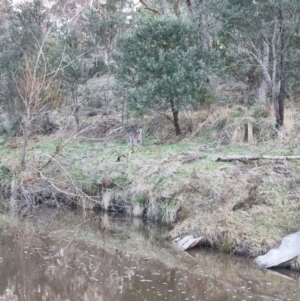 Notamacropus rufogriseus at Bungendore, NSW - 15 Aug 2022