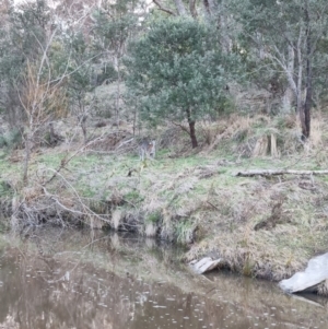 Notamacropus rufogriseus at Bungendore, NSW - 15 Aug 2022 05:05 PM